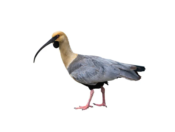 Black Faced Ibis Isolated White Background — Stock Fotó