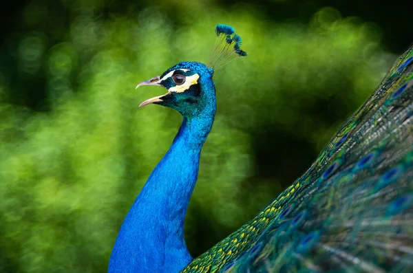 Peacock Screaming Background Forest — Stock Photo, Image