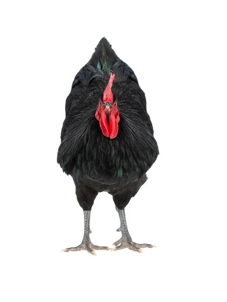Black Rooster Australorp Gallus Gallus Isolated White Background — Stock Photo, Image