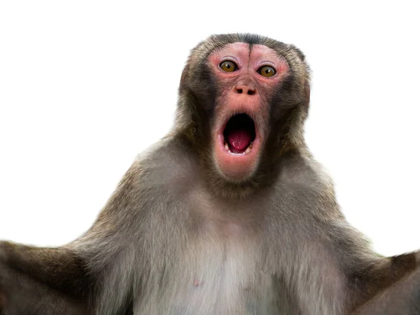 Έκπληκτος Μαϊμού Μεγάλα Μάτια Απομονώνονται Λευκό Φόντο — Φωτογραφία Αρχείου