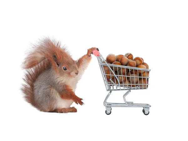 Eichhörnchen Und Supermarkt Korb Mit Walnüssen Isoliert Auf Weißem Hintergrund — Stockfoto