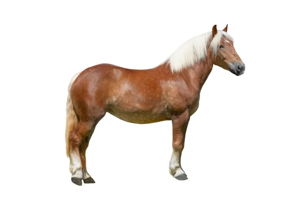 Cavalo Puro Sangue Isolado Sobre Fundo Branco — Fotografia de Stock