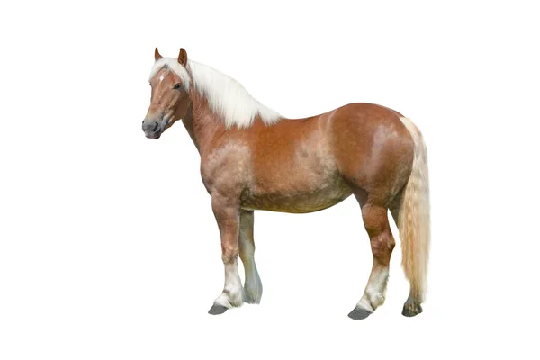 Cavalo Puro Sangue Isolado Sobre Fundo Branco — Fotografia de Stock