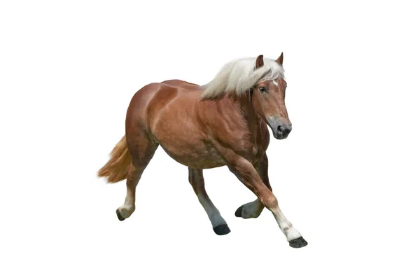 Correndo Cavalo Puro Sangue Isolado Fundo Branco — Fotografia de Stock