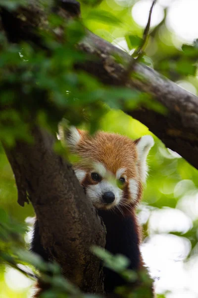 Czerwona Panda Siedzi Drzewie Patrzy Dół — Zdjęcie stockowe