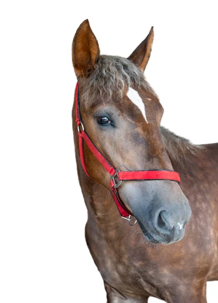 Портрет Чистокровной Лошади Белом Фоне — стоковое фото
