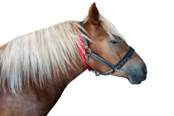 Retrato Cavalo Puro Sangue Isolado Sobre Fundo Branco — Fotografia de Stock