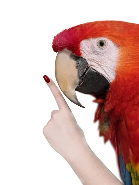 Röd Papegoja Med Pekfinger Isolerad Vit Bakgrund — Stockfoto