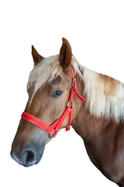 Portret Van Een Volbloed Paard Geïsoleerd Een Witte Achtergrond — Stockfoto