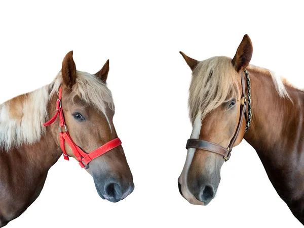 Portrét Plnokrevného Koně Izolovaného Bílém Pozadí — Stock fotografie