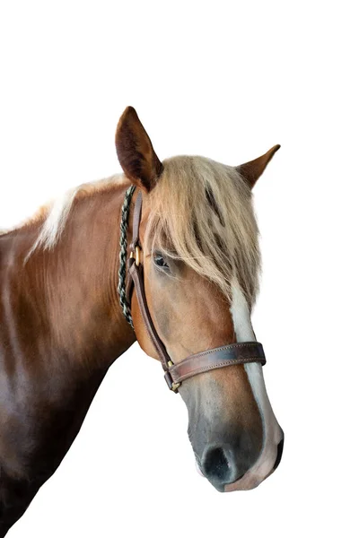 Portrét Plnokrevného Koně Izolovaného Bílém Pozadí — Stock fotografie