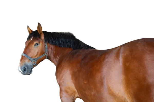 Close-up de um rosto de cavalo, frente da cabeça do cavalo marrom em fundo  branco isolado