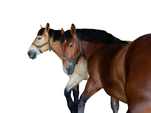 Две Чистокровные Лошади Белом Фоне — стоковое фото