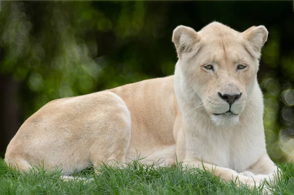 白狮躺在草地上 — 图库照片