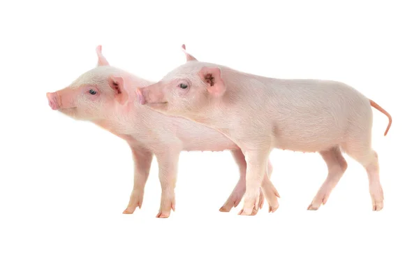 Zwei Schweine Isoliert Auf Weißem Hintergrund — Stockfoto