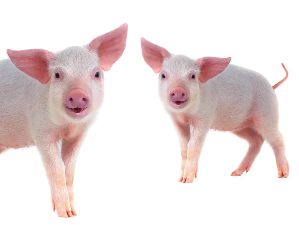 Zwei Lächelnde Schweine Isoliert Auf Weißem Hintergrund — Stockfoto