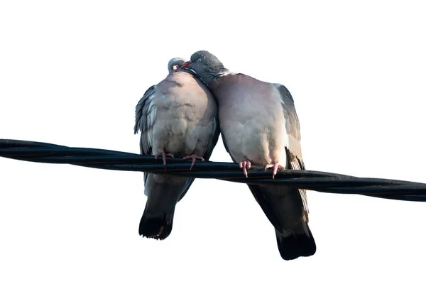 배경에 떨어져 비둘기에게 키스하는 — 스톡 사진