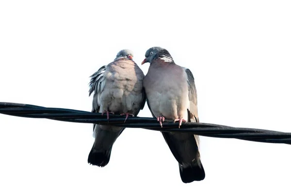 两只木制鸽子坐在一根被白色背景隔开的铁丝上 — 图库照片