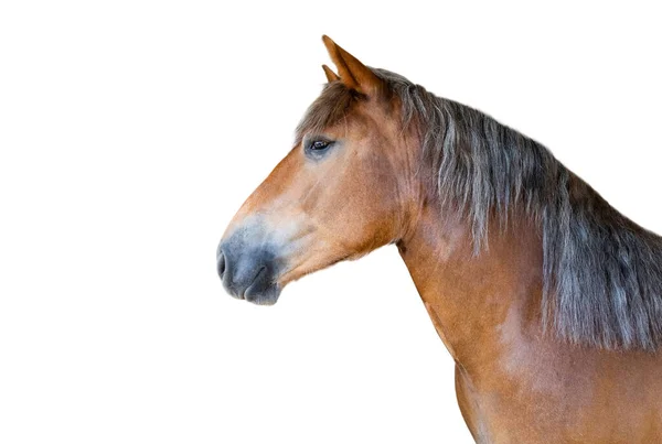 Портрет Чистокровной Лошади Белом Фоне — стоковое фото