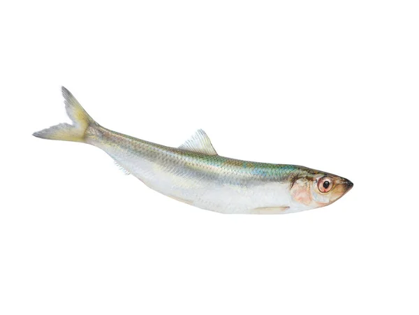 Balığın Arka Tarafı Beyaz Arkaplanda Izole — Stok fotoğraf