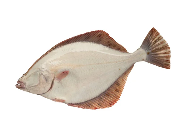 鱼的背面 被白色背景隔离的波罗的海比目鱼 — 图库照片