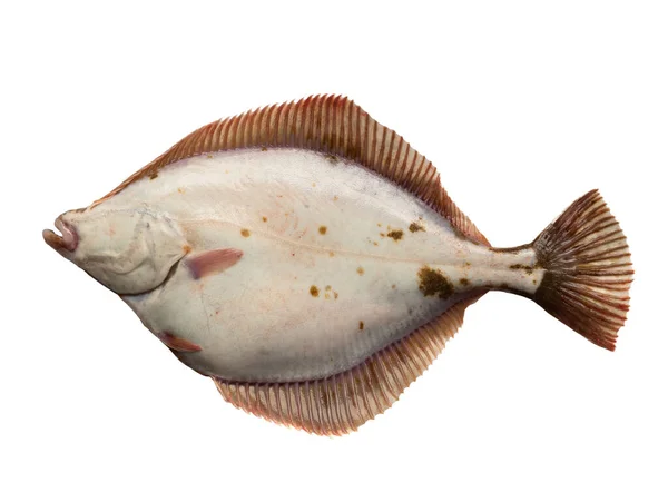 Back Side Fish Baltic Sea Flounder Isolated White Background — Stock Photo, Image
