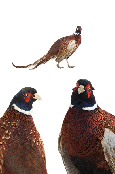 Pheasant Isolated White Background — Stock Photo, Image