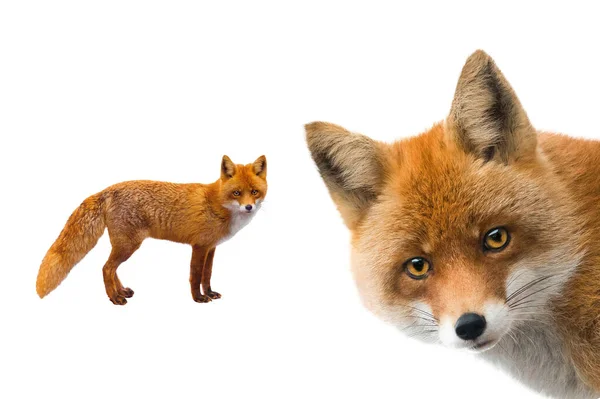 Fox Geïsoleerd Witte Achtergrond — Stockfoto