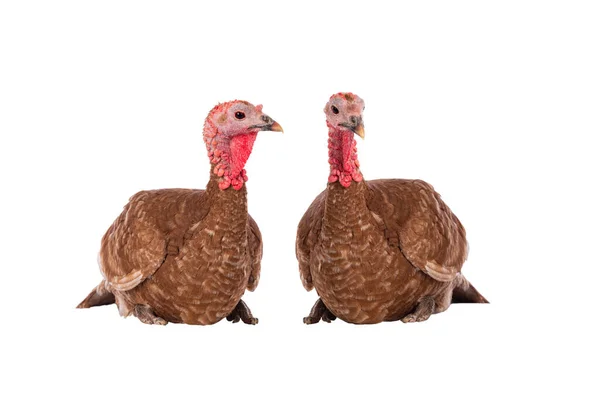 Two Turkey Brown Isolated White Background — Stock Photo, Image