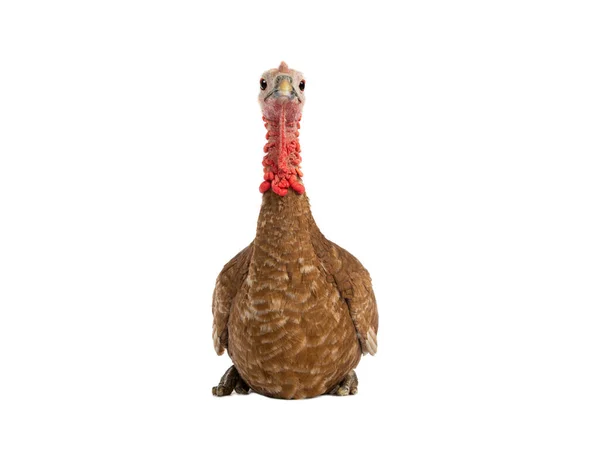 Turkey Sitting Isolated White Background — Stock Photo, Image