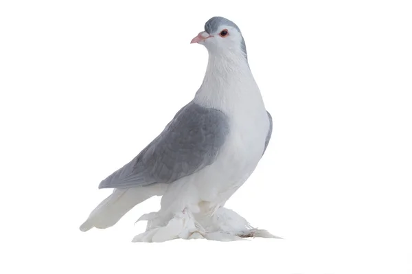 Taube Isoliert Auf Weißem Hintergrund — Stockfoto