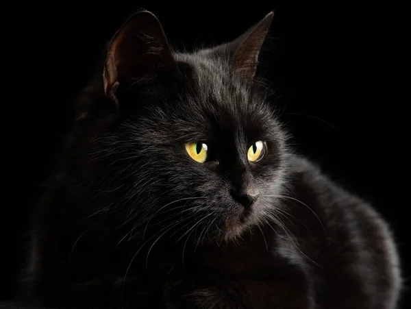 Černá Kočka Žlutýma Očima Černém Pozadí — Stock fotografie
