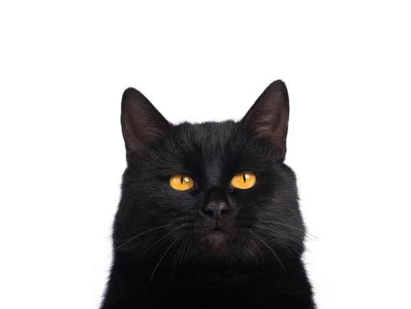 Retrato Gato Negro Aislado Sobre Fondo Blanco —  Fotos de Stock