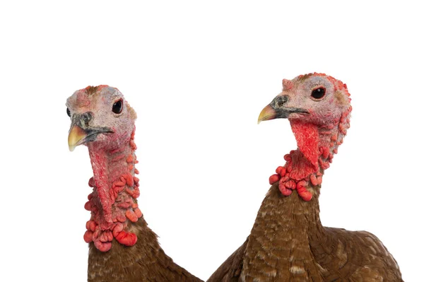 Two Brown Female Turkey Isolated White Background — Stock Photo, Image