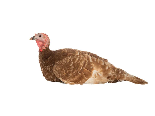 Turkey Sitting Profile Isolated White Background — Stock Photo, Image