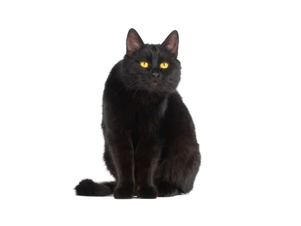 Gato Negro Sorprendido Aislado Sobre Fondo Blanco —  Fotos de Stock