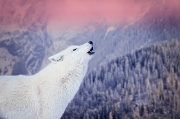 Polární Vlk Vyje Pozadí Zasněženého Lesa — Stock fotografie