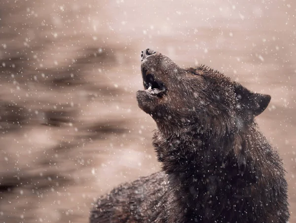 Ουρλιάζοντας Μαύρο Καναδικό Λύκο Χειμώνα Βαριά Χιονόπτωση — Φωτογραφία Αρχείου