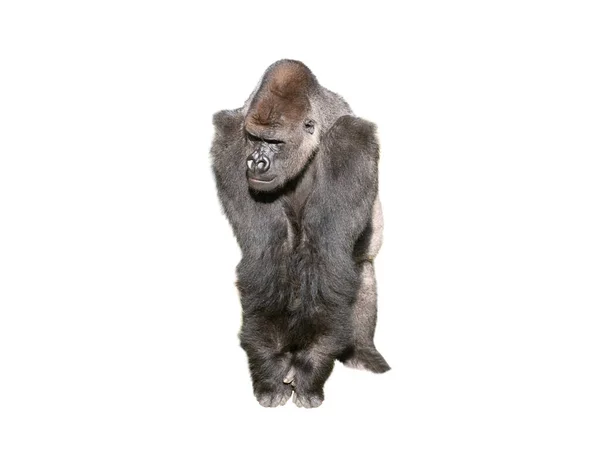 Gorilla Pianura Occidentale Isolato Sfondo Bianco — Foto Stock