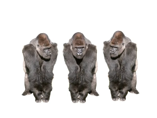 Drie Westelijke Laagland Gorilla Geïsoleerd Witte Achtergrond — Stockfoto