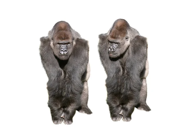 Dos Gorila Tierras Bajas Occidentales Aislados Sobre Fondo Blanco —  Fotos de Stock