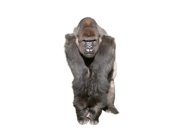 Western Lowland Gorilla Isolated White Background —  Fotos de Stock