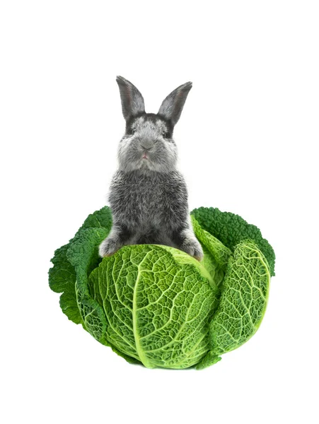 白菜在白色背景上的灰兔 — 图库照片