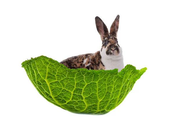 白地に隔離されたキャベツの葉に座っているウサギ — ストック写真
