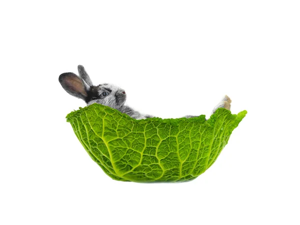 兔子躺在卷心菜叶上 被白色的背景隔开 — 图库照片