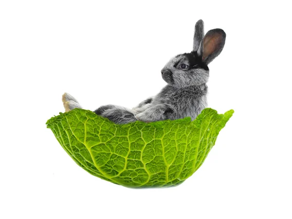 Rabbit Lies Cabbage Leaf Isolated White Background — Stock Photo, Image