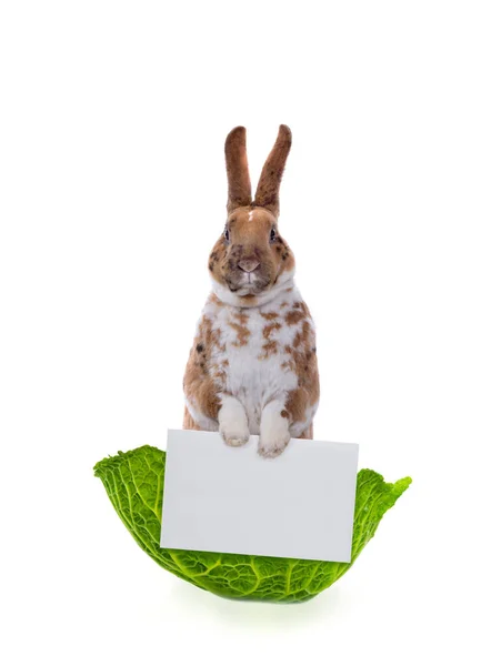 Beyaz Arka Planda Posta Zarfı Olan Sevimli Tavşan — Stok fotoğraf
