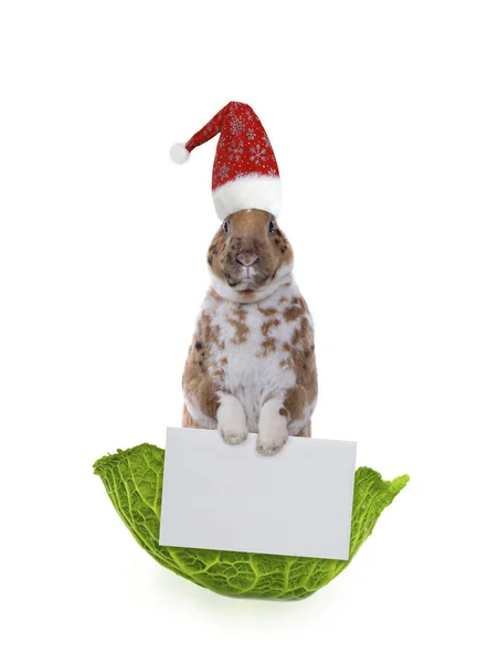 Kaninchen Mit Weihnachtsmütze Und Tafel Zum Schreiben Von Text Auf — Stockfoto