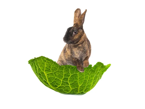 兔子站在卷心菜叶上 与白色背景隔离 — 图库照片