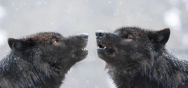 Δύο Καναδοί Λύκοι Ουρλιάζουν Κακοκαιρία Χειμώνα — Φωτογραφία Αρχείου